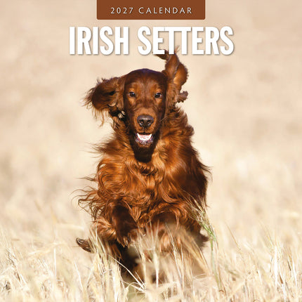 Irish Setters 2027 square wall calendar - front cover