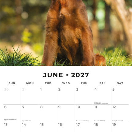 Irish Setters 2027 square wall calendar - monthly calendar spread