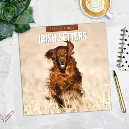 Irish Setters 2027 square wall calendar - image detail