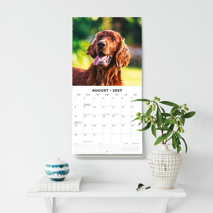 Irish Setters 2027 square wall calendar - wall display