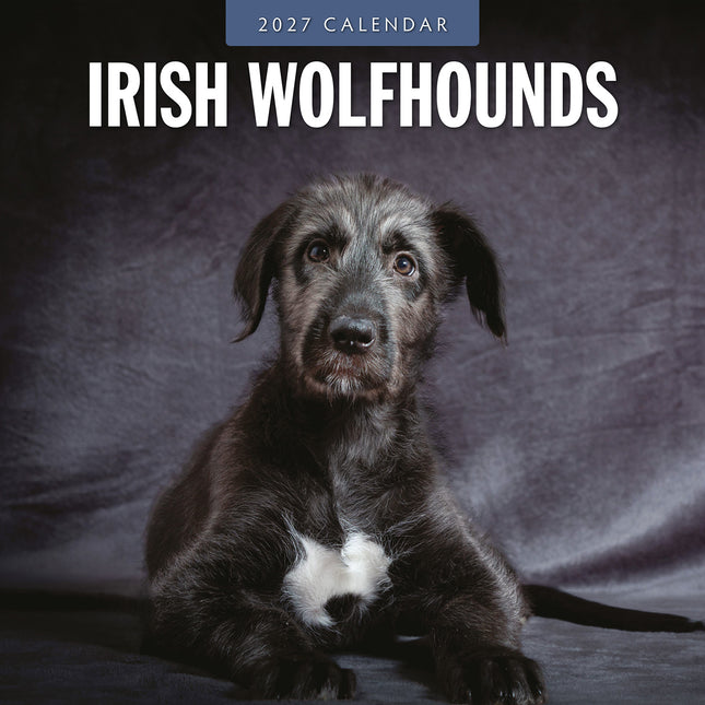 Irish Wolfhounds 2027 square wall calendar - front cover