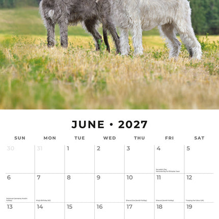 Irish Wolfhounds 2027 square wall calendar - monthly calendar spread