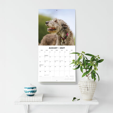 Irish Wolfhounds 2027 square wall calendar - wall display