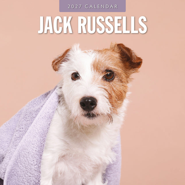 Jack Russells 2027 square wall calendar - front cover