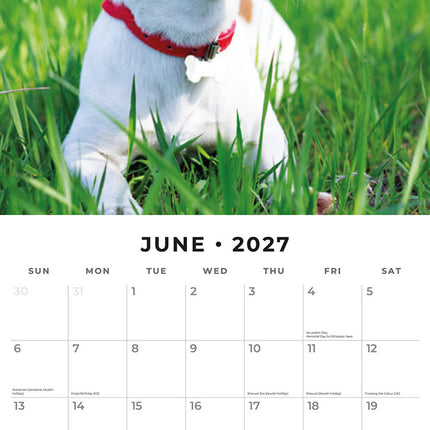 Jack Russells 2027 square wall calendar - monthly calendar spread