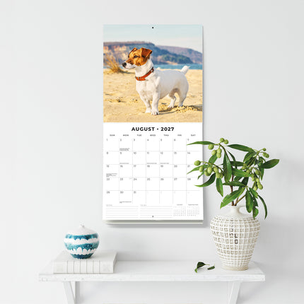Jack Russells 2027 square wall calendar - wall display