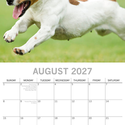 Jack Russells Terrier 2027 Premium Square Wall Calendar August sample page