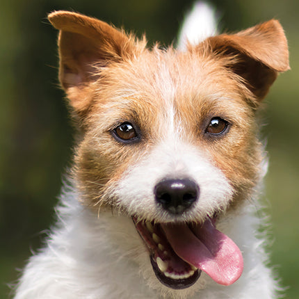 Jack Russells 2027 Premium Slim Wall Calendar cover