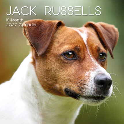 Jack Russells Terrier 2027 Premium Square Wall Calendar cover