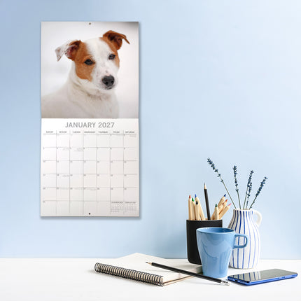 Jack Russells Terrier 2027 Premium Square Wall Calendar lifestyle image