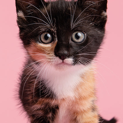 Kitten Love 2027 Premium Slim Wall Calendar cover