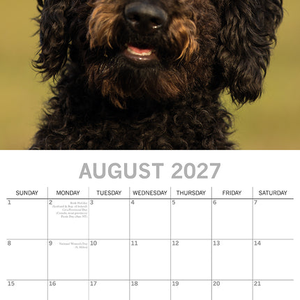 Labradoodles 2027 Premium Square Wall Calendar August sample page