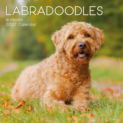 Labradoodles 2027 Premium Square Wall Calendar cover