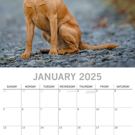 Labradors - 2025 Square Wall Calendar Dogs Pets Animals 16-Month Premium Planner