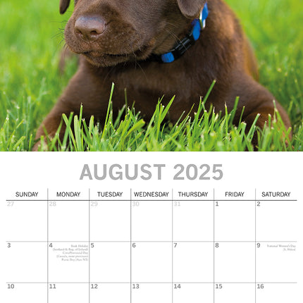 Labradors - 2025 Square Wall Calendar Dogs Pets Animals 16-Month Premium Planner