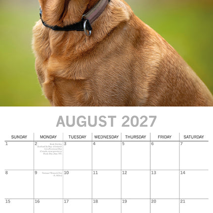 Labradors 2027 Premium Square Wall Calendar August sample page
