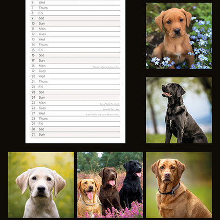 Labradors 2027 Premium Slim Wall Calendar back cover