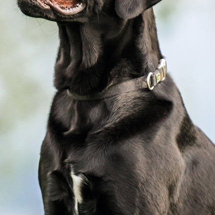 Labradors 2027 Premium Slim Wall Calendar cover