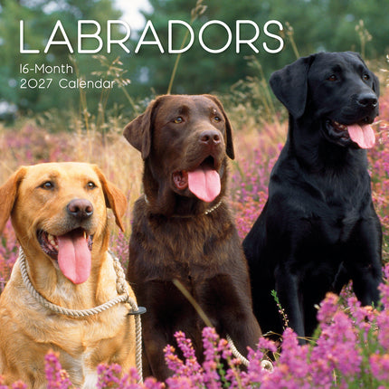 Labradors 2027 Premium Square Wall Calendar cover
