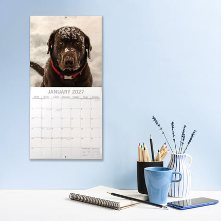 Labradors 2027 Premium Square Wall Calendar lifestyle image