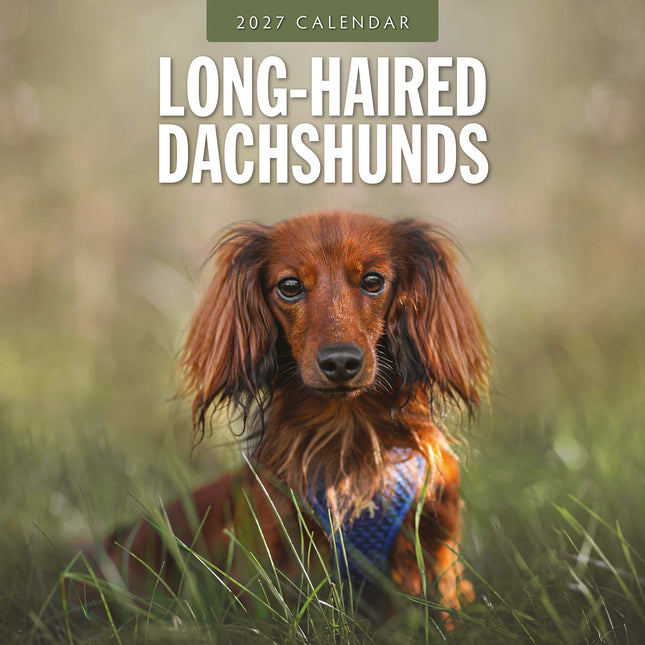 Long-haired Dachshunds 2027 square wall calendar - front cover