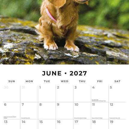 Long-haired Dachshunds 2027 square wall calendar - monthly calendar spread