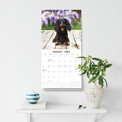 Long-haired Dachshunds 2027 square wall calendar - wall display