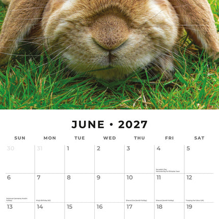 Long Eared Rabbits 2027 square wall calendar - monthly calendar spread