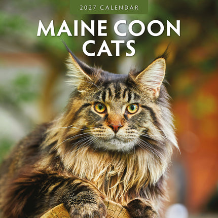 Maine Coon Cats 2027 square wall calendar - front cover