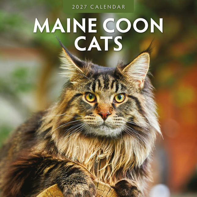 Maine Coon Cats 2027 square wall calendar - front cover
