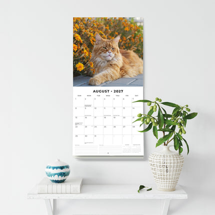 Maine Coon Cats 2027 square wall calendar - wall display