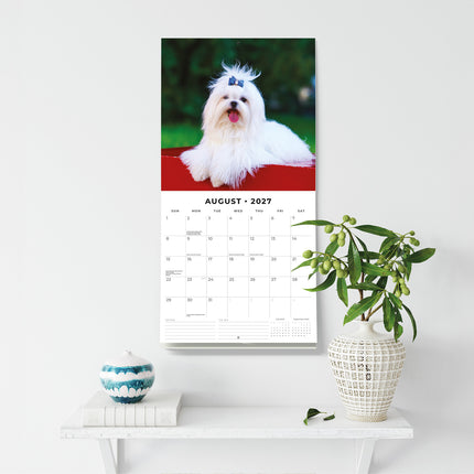 Maltese 2027 square wall calendar - wall display