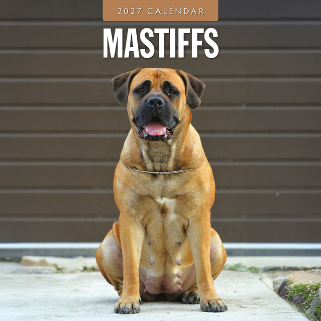 Mastiffs 2027 square wall calendar - front cover