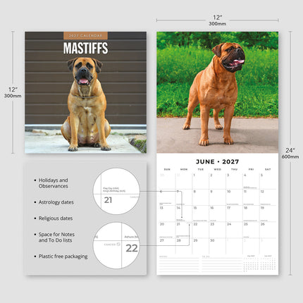 Mastiffs 2027 square wall calendar - product specifications