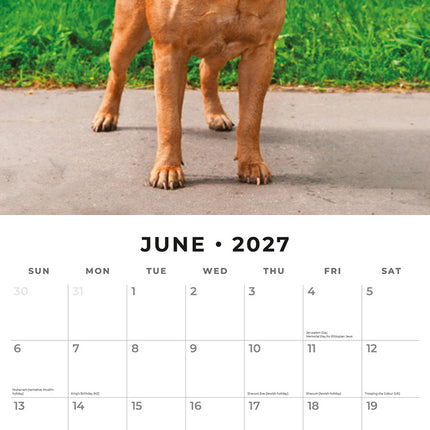Mastiffs 2027 square wall calendar - monthly calendar spread