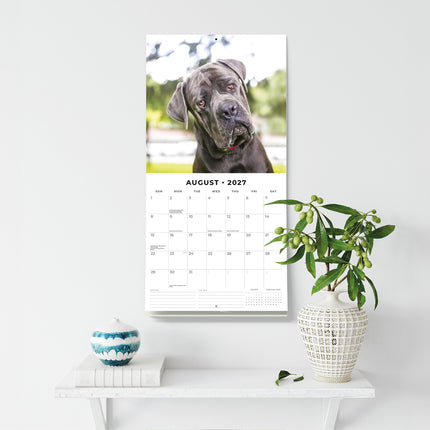 Mastiffs 2027 square wall calendar - wall display