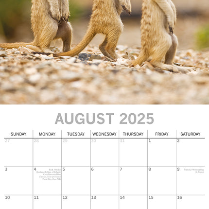 Meerkats - 2025 Square Wall Calendar Pets Animals 16 Months Premium Planner Gift