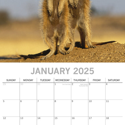 Meerkats - 2025 Square Wall Calendar Pets Animals 16 Months Premium Planner Gift