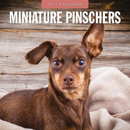 Miniature Pinschers 2027 square wall calendar - front cover