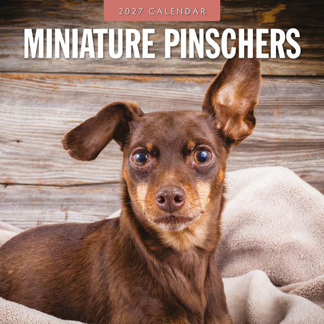 Miniature Pinschers 2027 square wall calendar - front cover