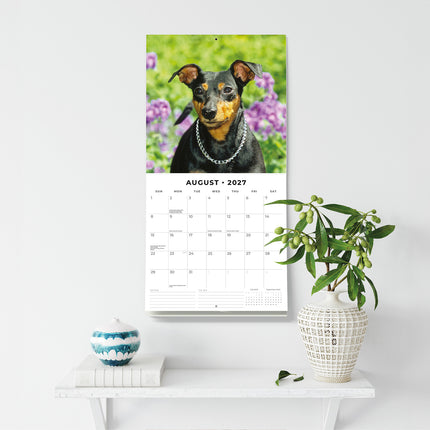 Miniature Pinschers 2027 square wall calendar - wall display