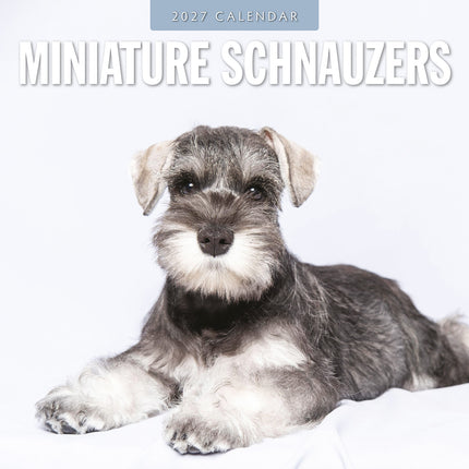 Miniature Schnauzer 2027 square wall calendar - front cover