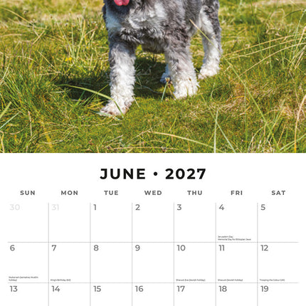 Miniature Schnauzer 2027 square wall calendar - monthly calendar spread