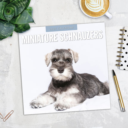 Miniature Schnauzer 2027 square wall calendar - image detail