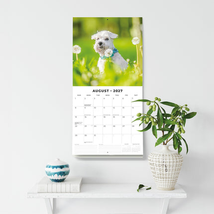 Miniature Schnauzer 2027 square wall calendar - wall display