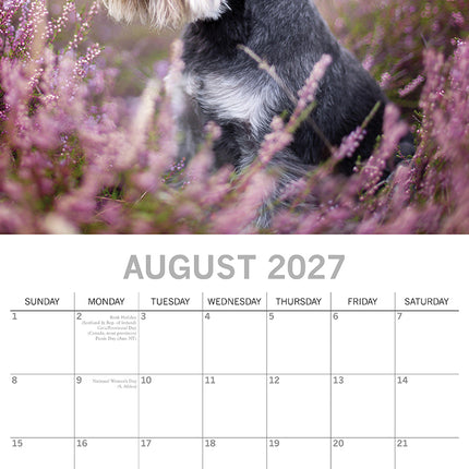 Miniature Schnauzers 2027 Premium Square Wall Calendar August sample page
