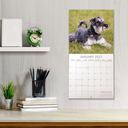 Miniature Schnauzers 2027 Premium Square Wall Calendar lifestyle image