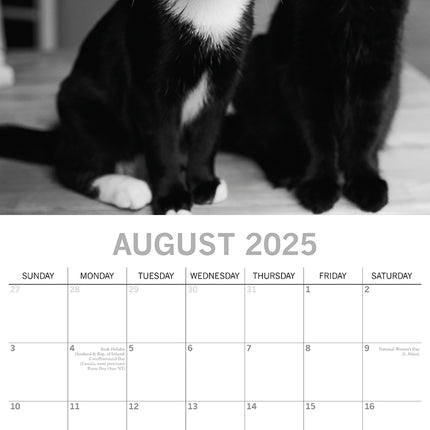 Moggies - 2025 Square Wall Calendar Pets Animals 16 Months Premium Planner Gift