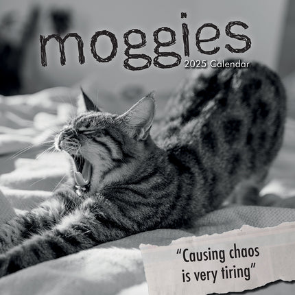 Moggies - 2025 Square Wall Calendar Pets Animals 16 Months Premium Planner Gift