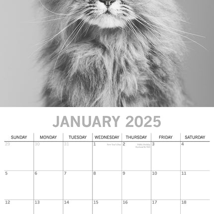 Moggies - 2025 Square Wall Calendar Pets Animals 16 Months Premium Planner Gift